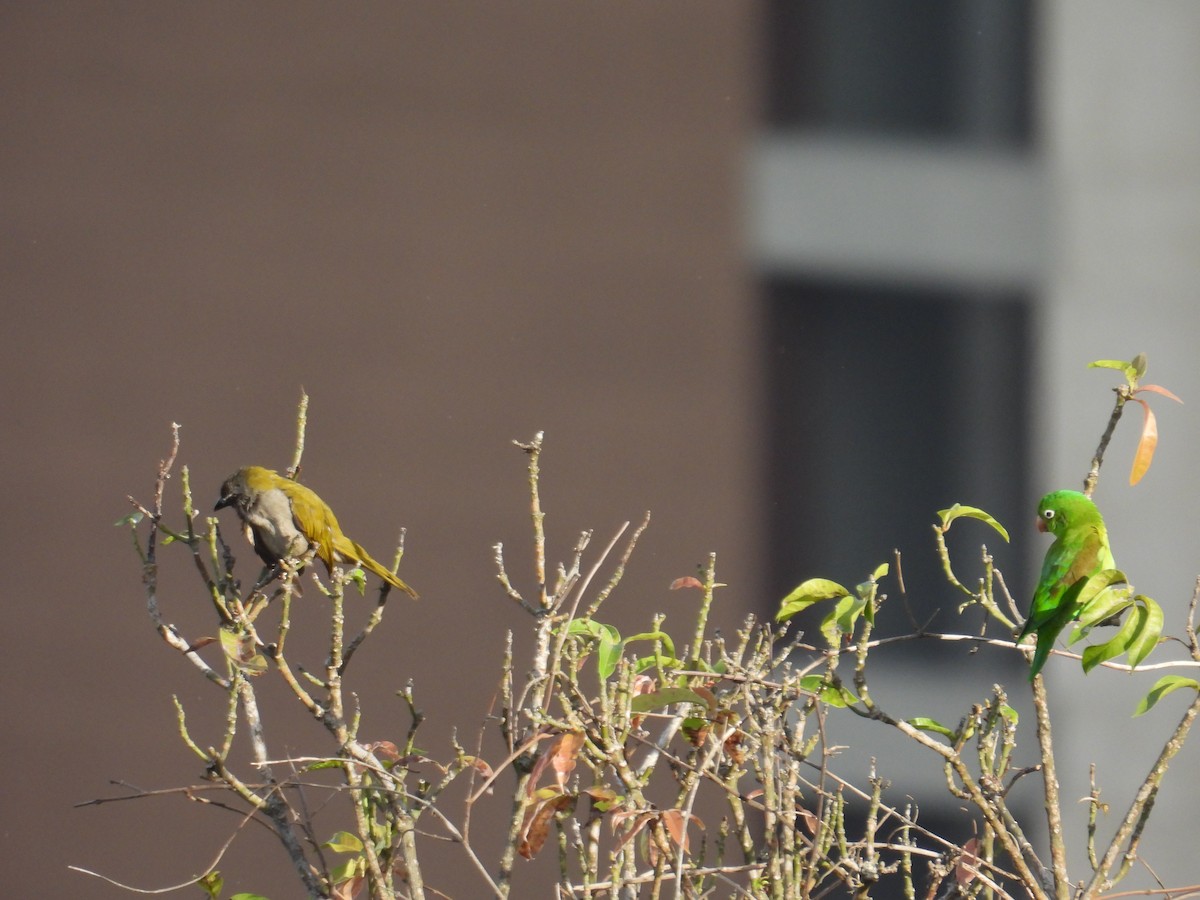 Orange-chinned Parakeet - ML620651408