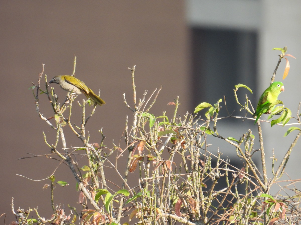 Orange-chinned Parakeet - ML620651413