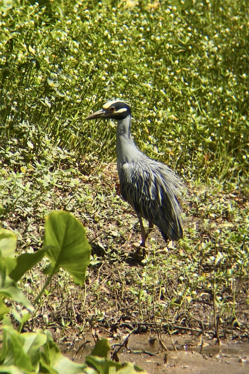 Yellow-crowned Night Heron - ML620651415