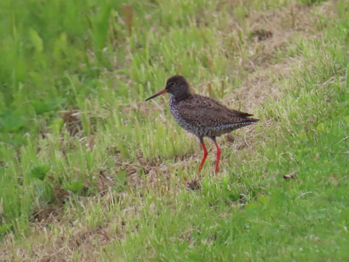 Common Redshank - ML620651425