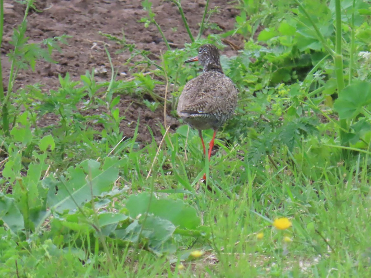 Common Redshank - ML620651428