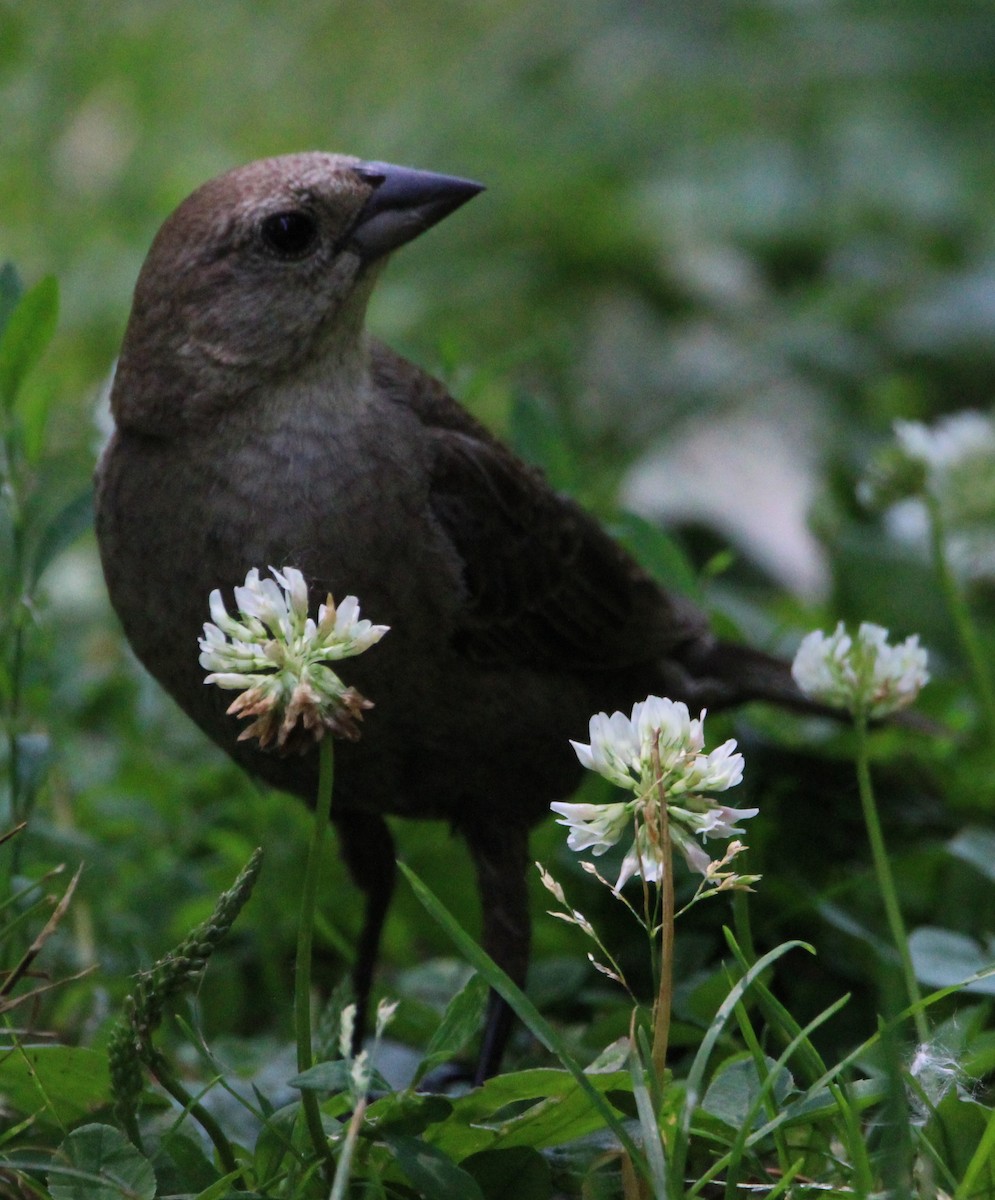 Brown-headed Cowbird - ML620651429