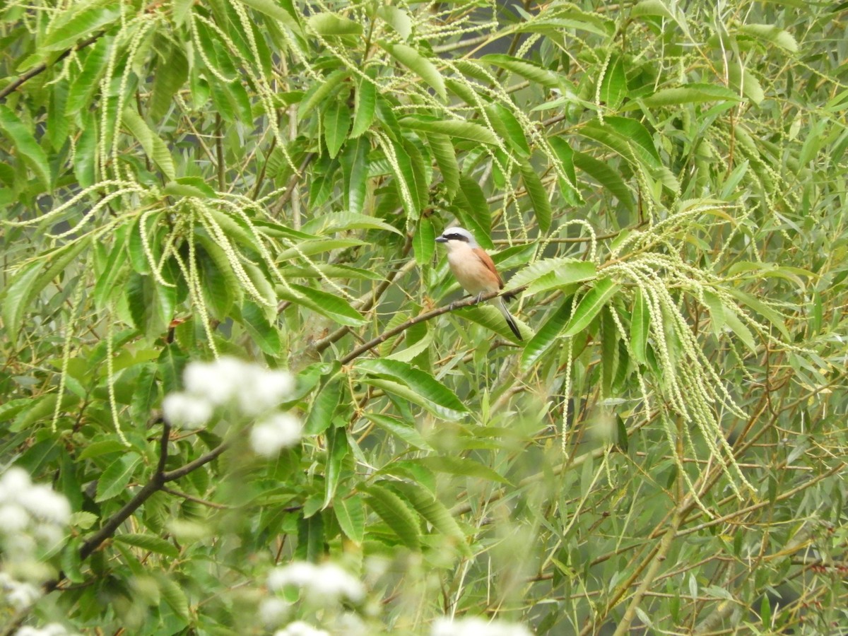 Red-backed Shrike - Michael Williams