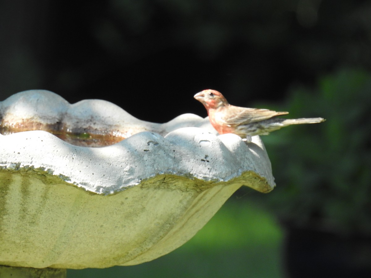 House Finch - ML620651439