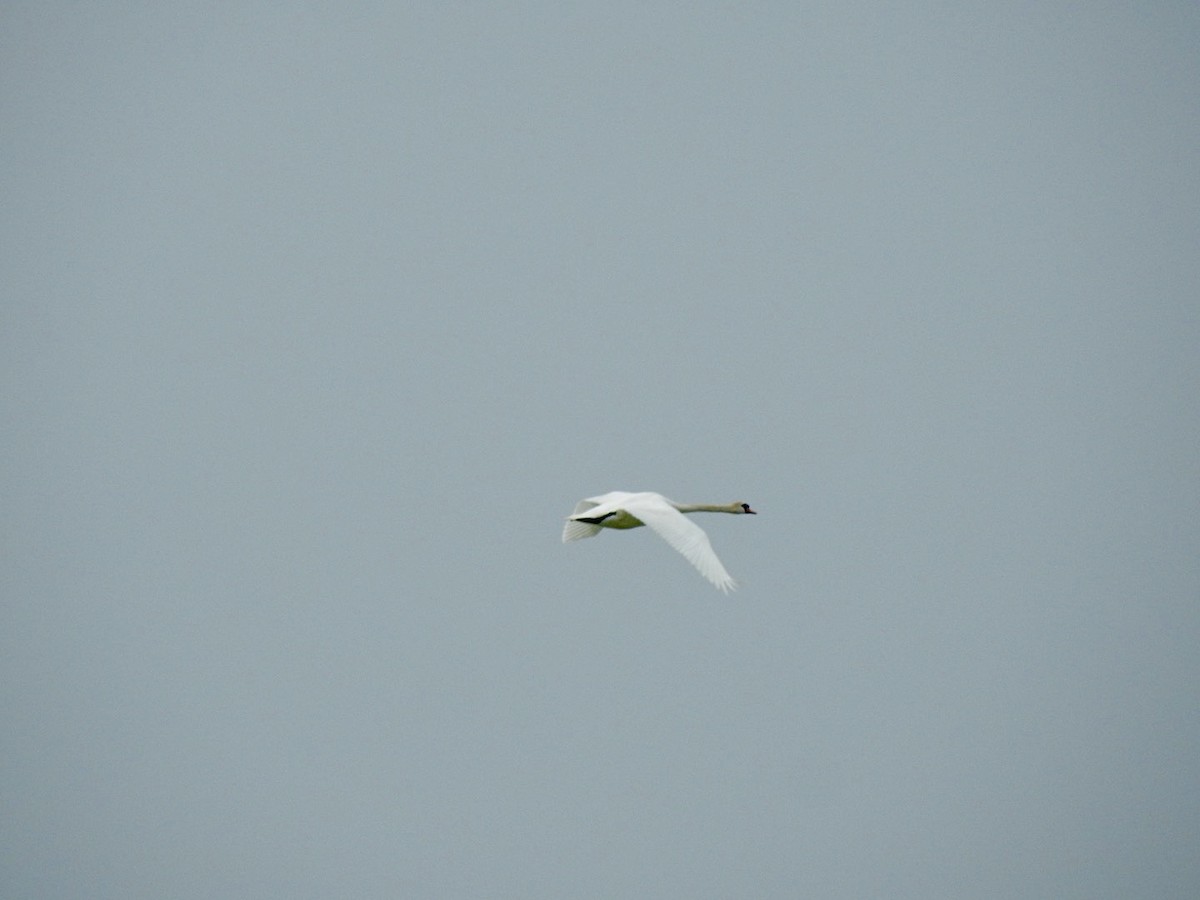 Mute Swan - ML620651443