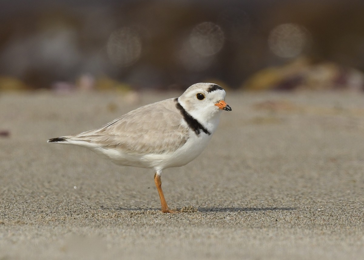 Piping Plover - ML620651445