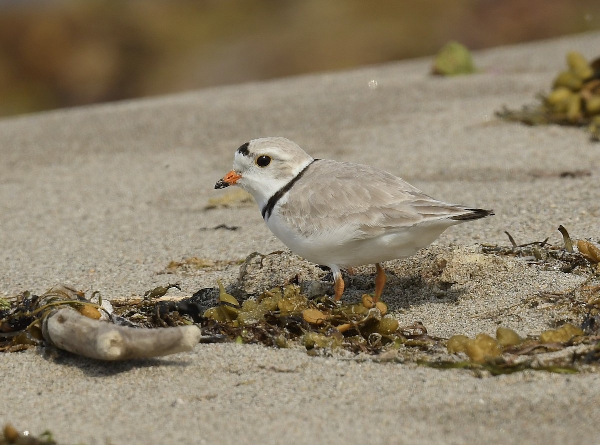 Piping Plover - Denise  McIsaac