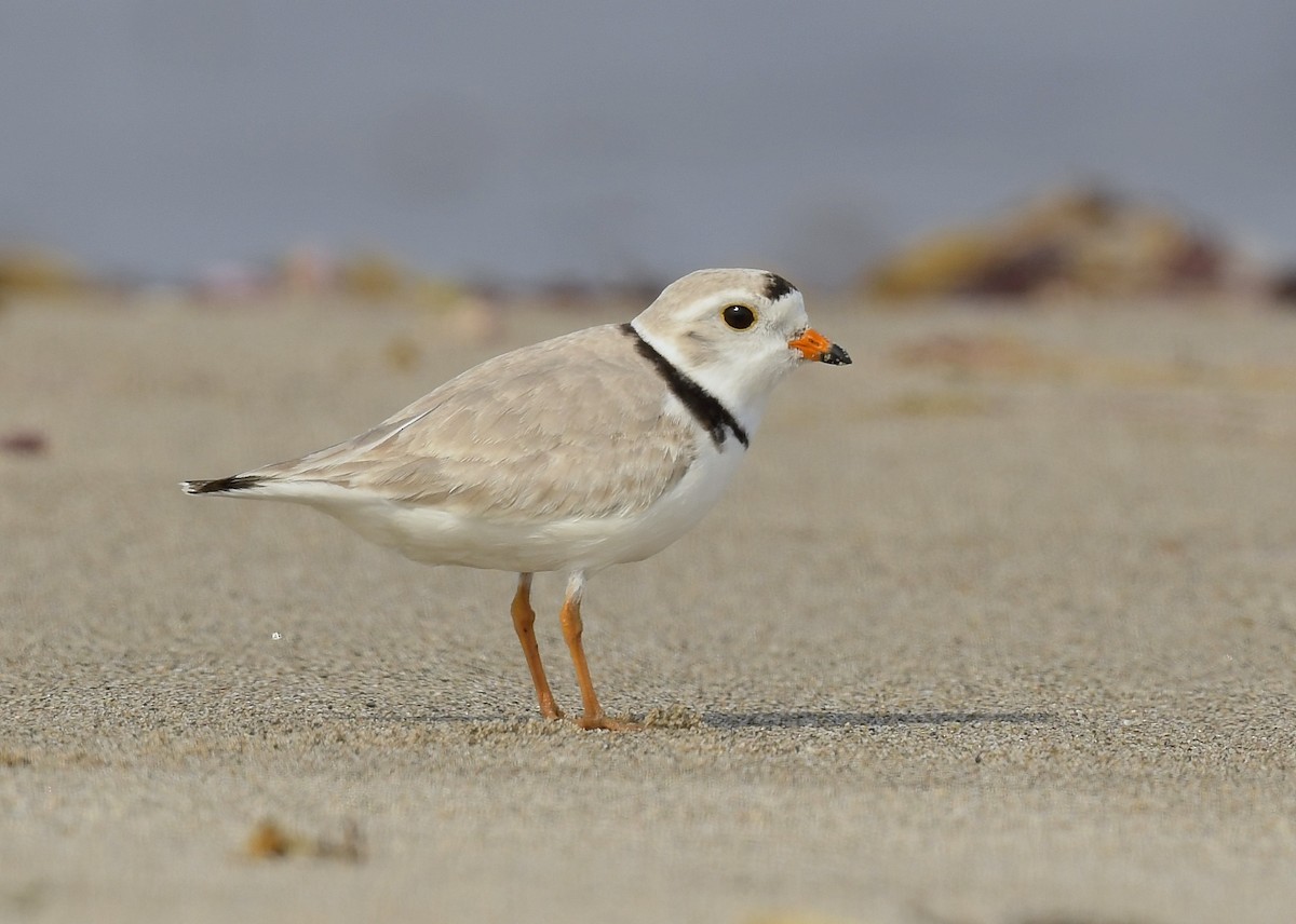 Piping Plover - ML620651447