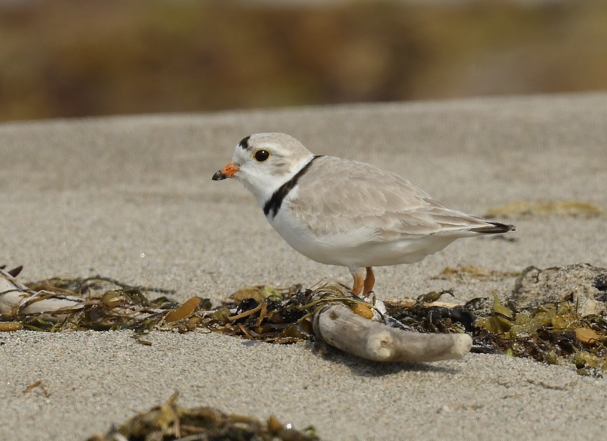 Piping Plover - ML620651448