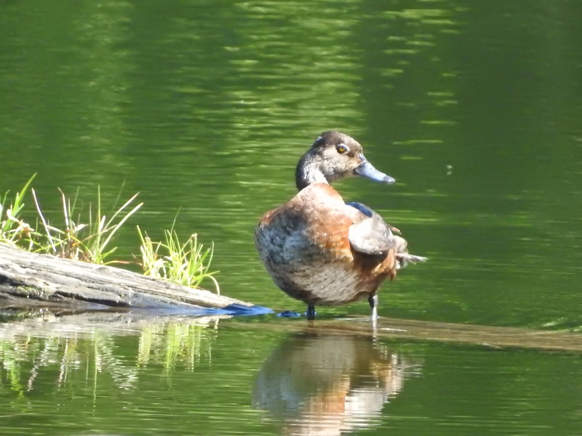 Ring-necked Duck - ML620651449