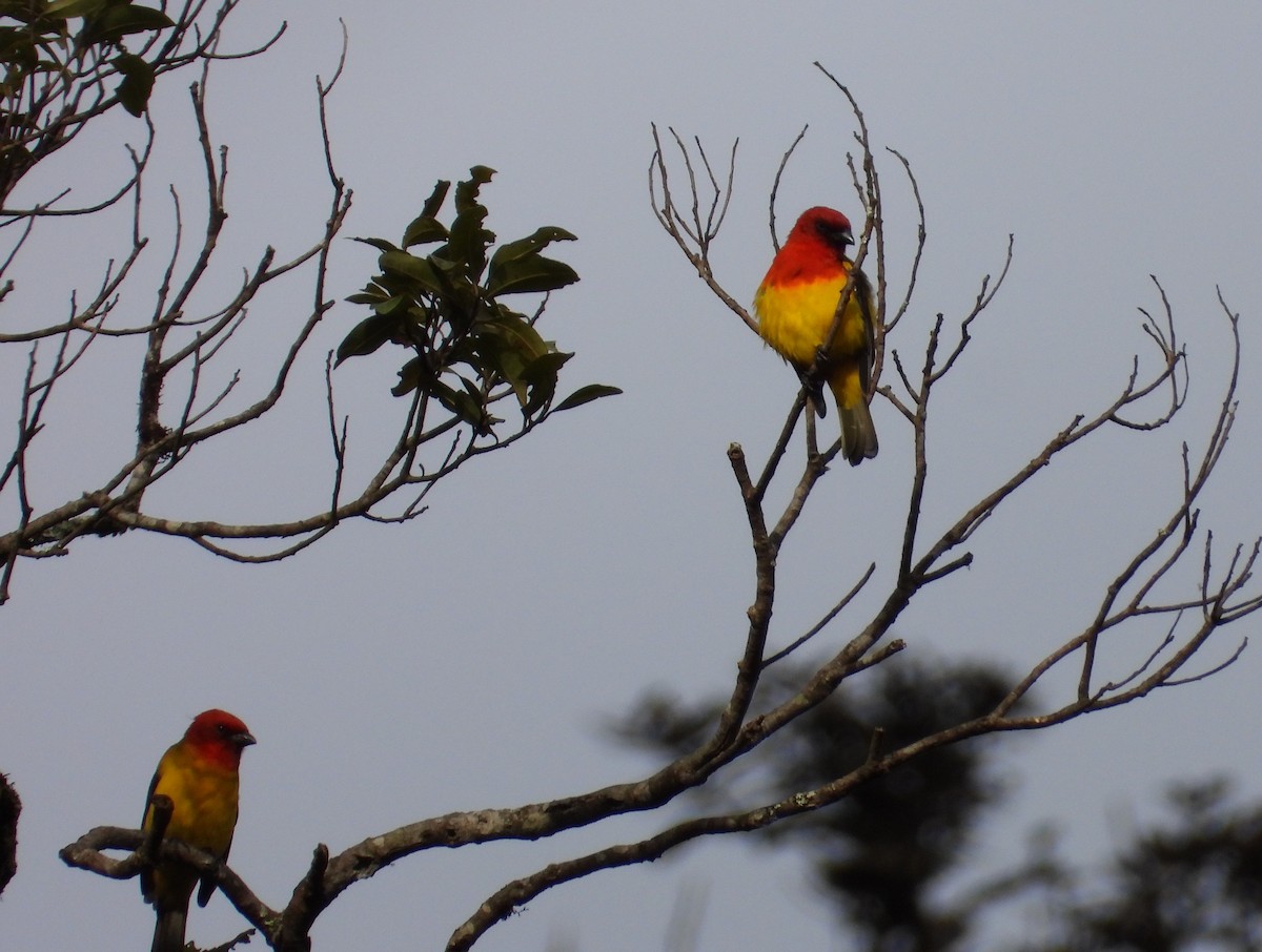 Red-hooded Tanager - ML620651452