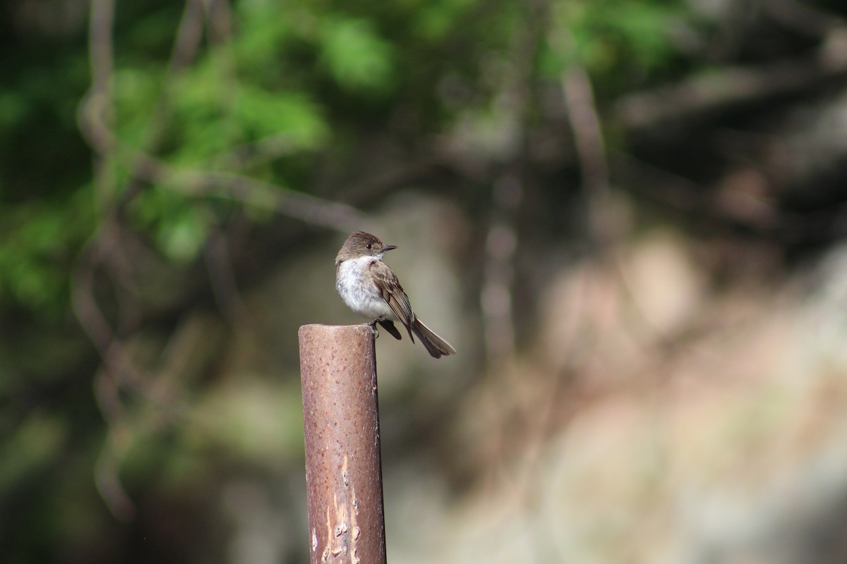 Eastern Phoebe - ML620651454