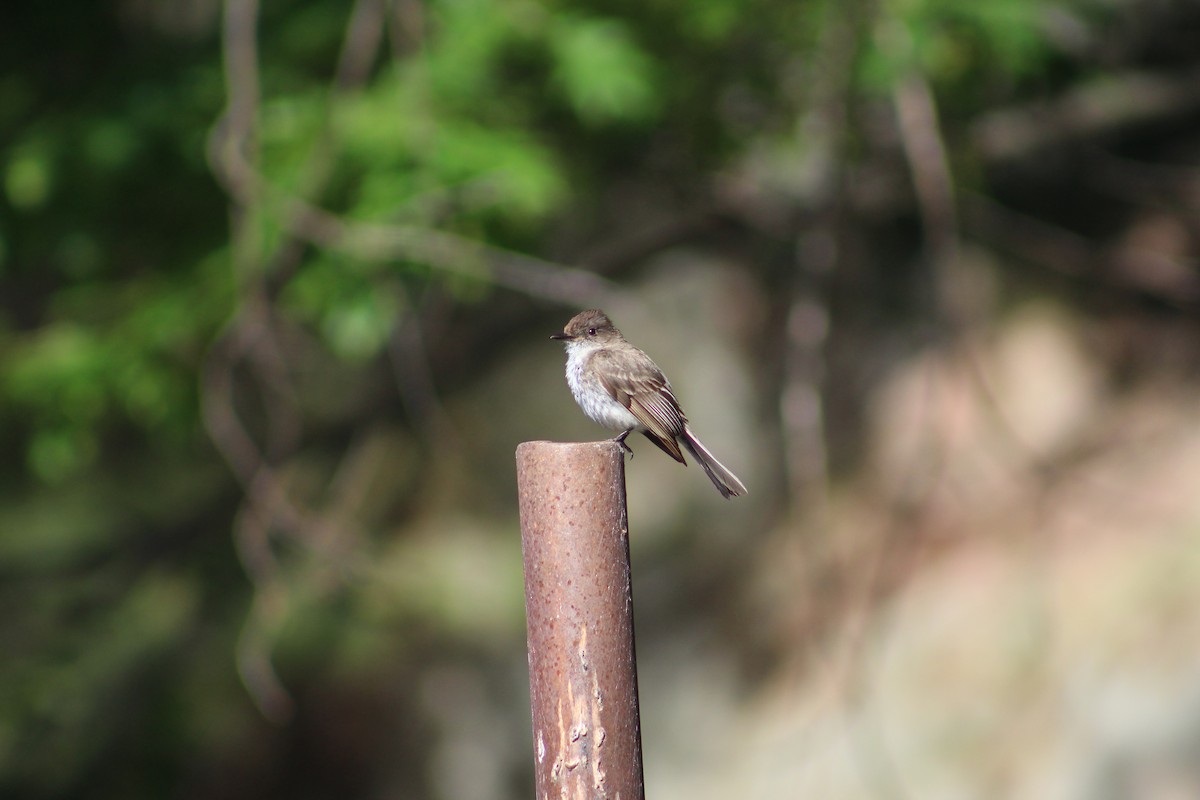 Eastern Phoebe - ML620651455