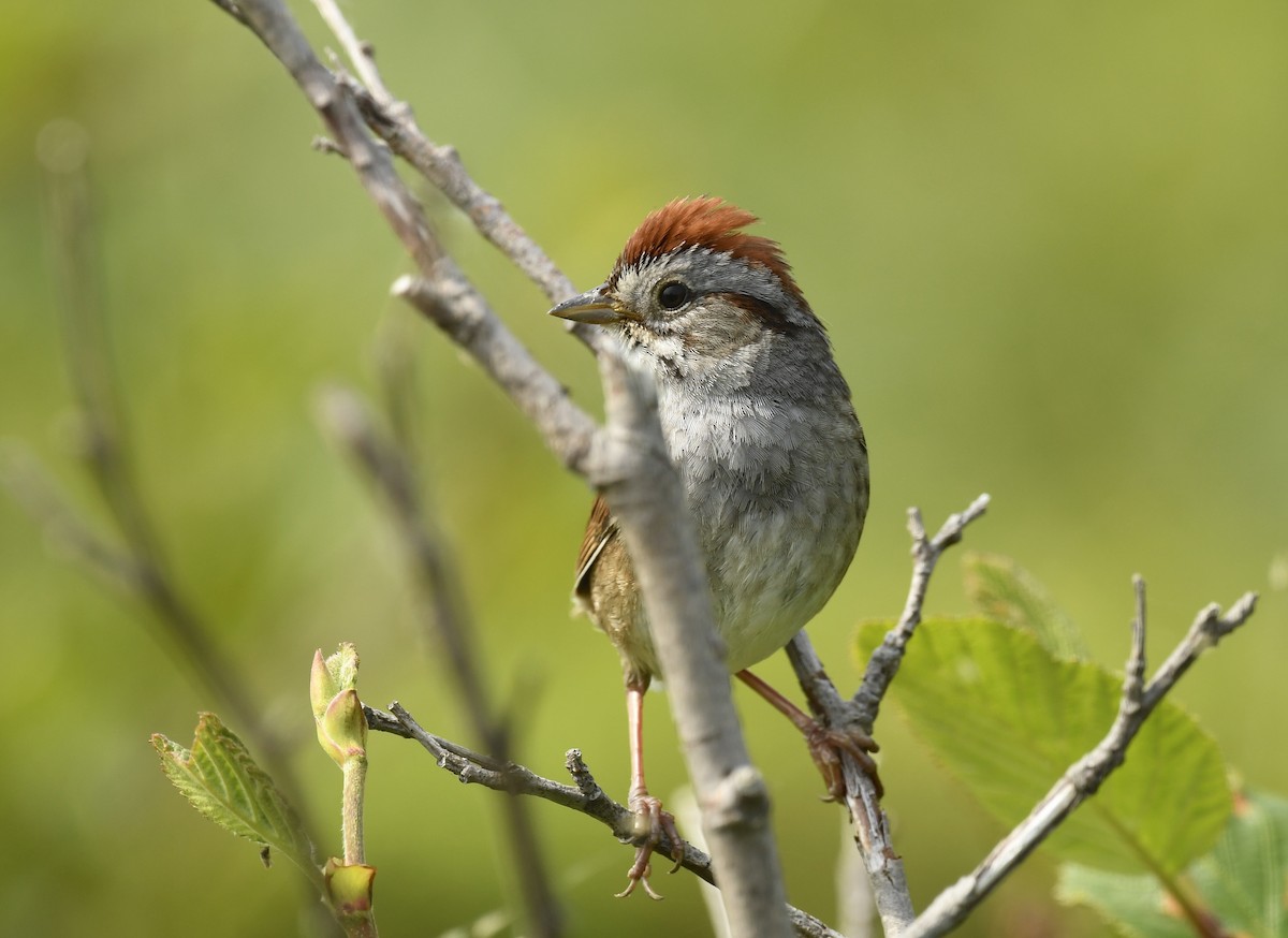 Swamp Sparrow - ML620651456