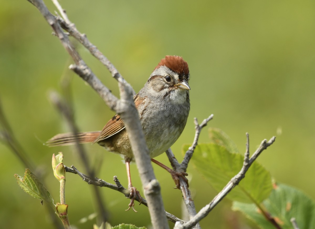 Swamp Sparrow - ML620651457