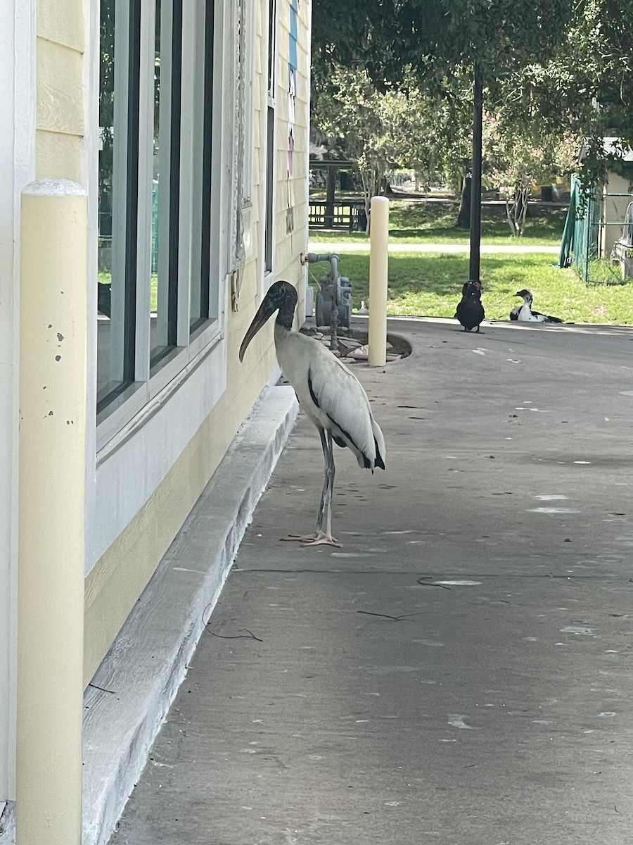 Wood Stork - ML620651458