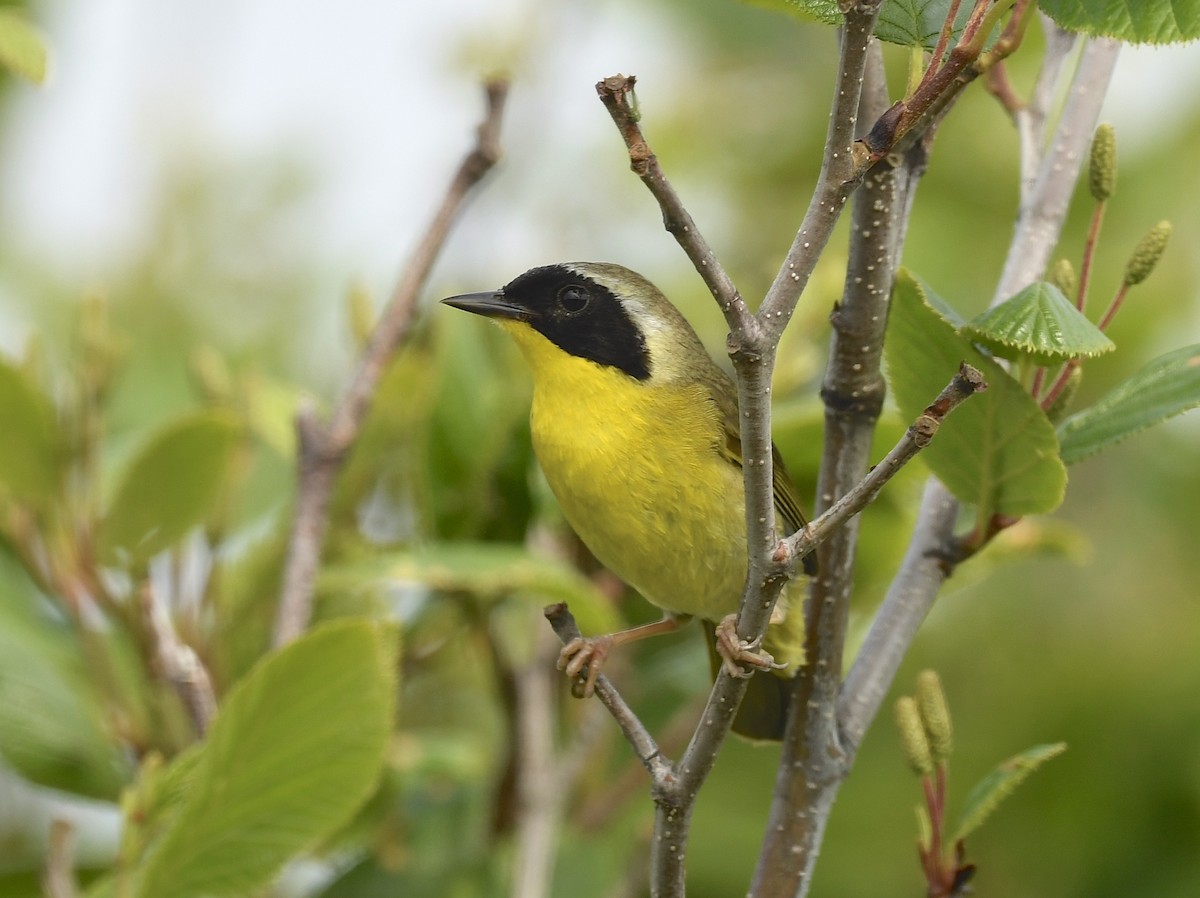 Common Yellowthroat - ML620651460