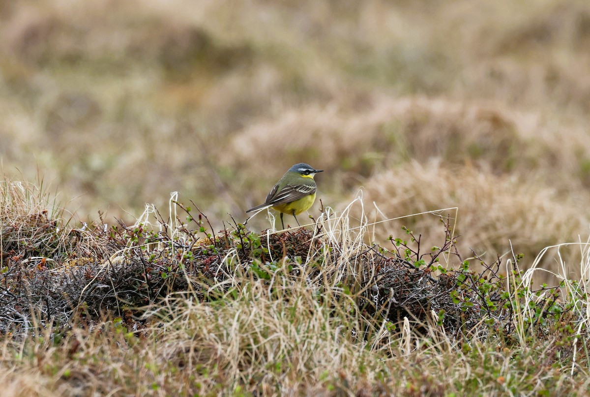 Eastern Yellow Wagtail - ML620651461