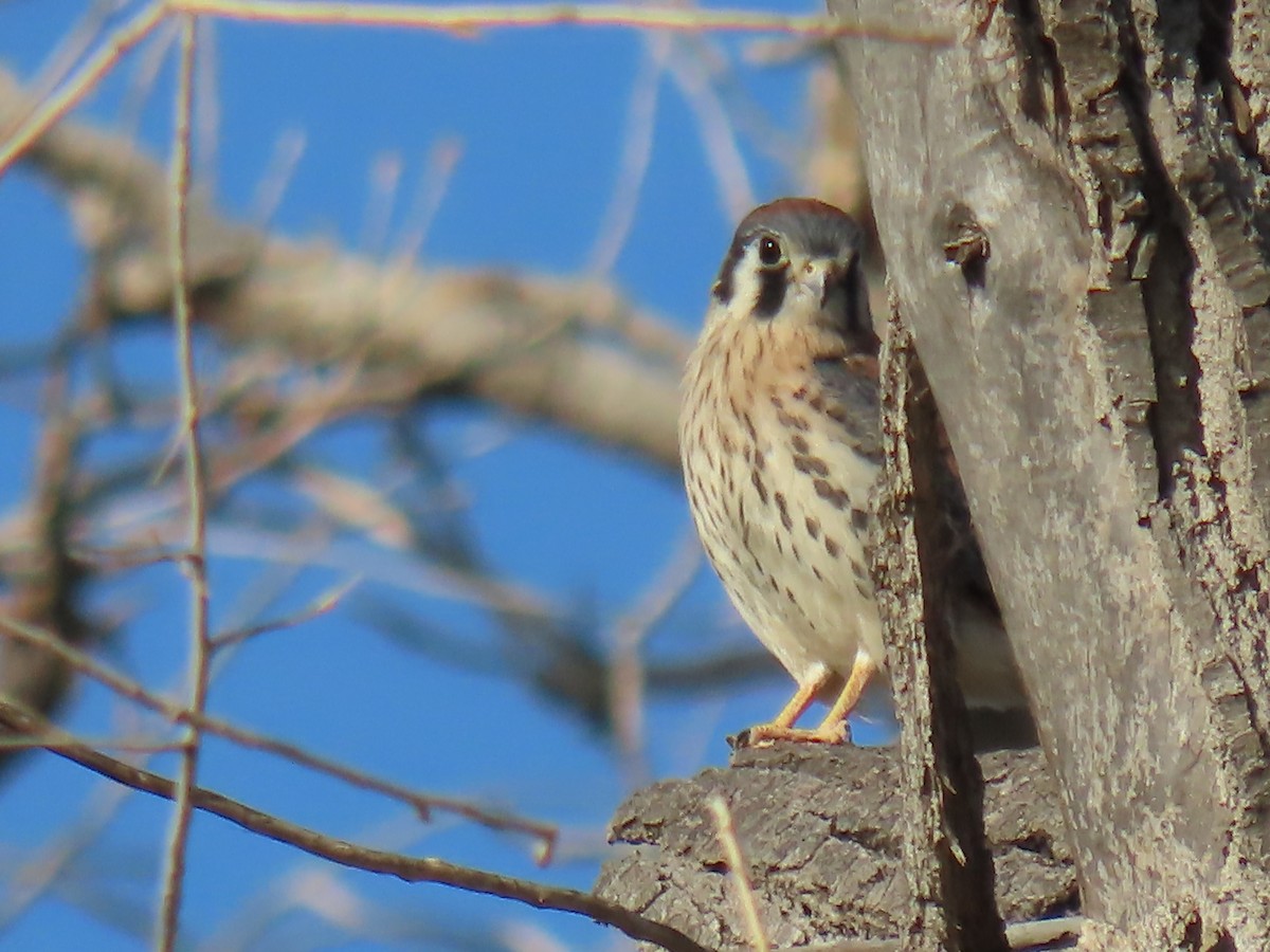 American Kestrel - ML620651463