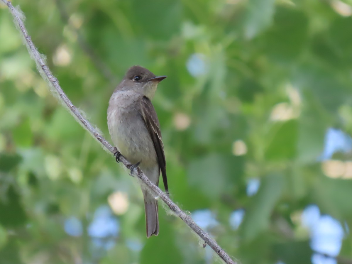 Western Wood-Pewee - ML620651465