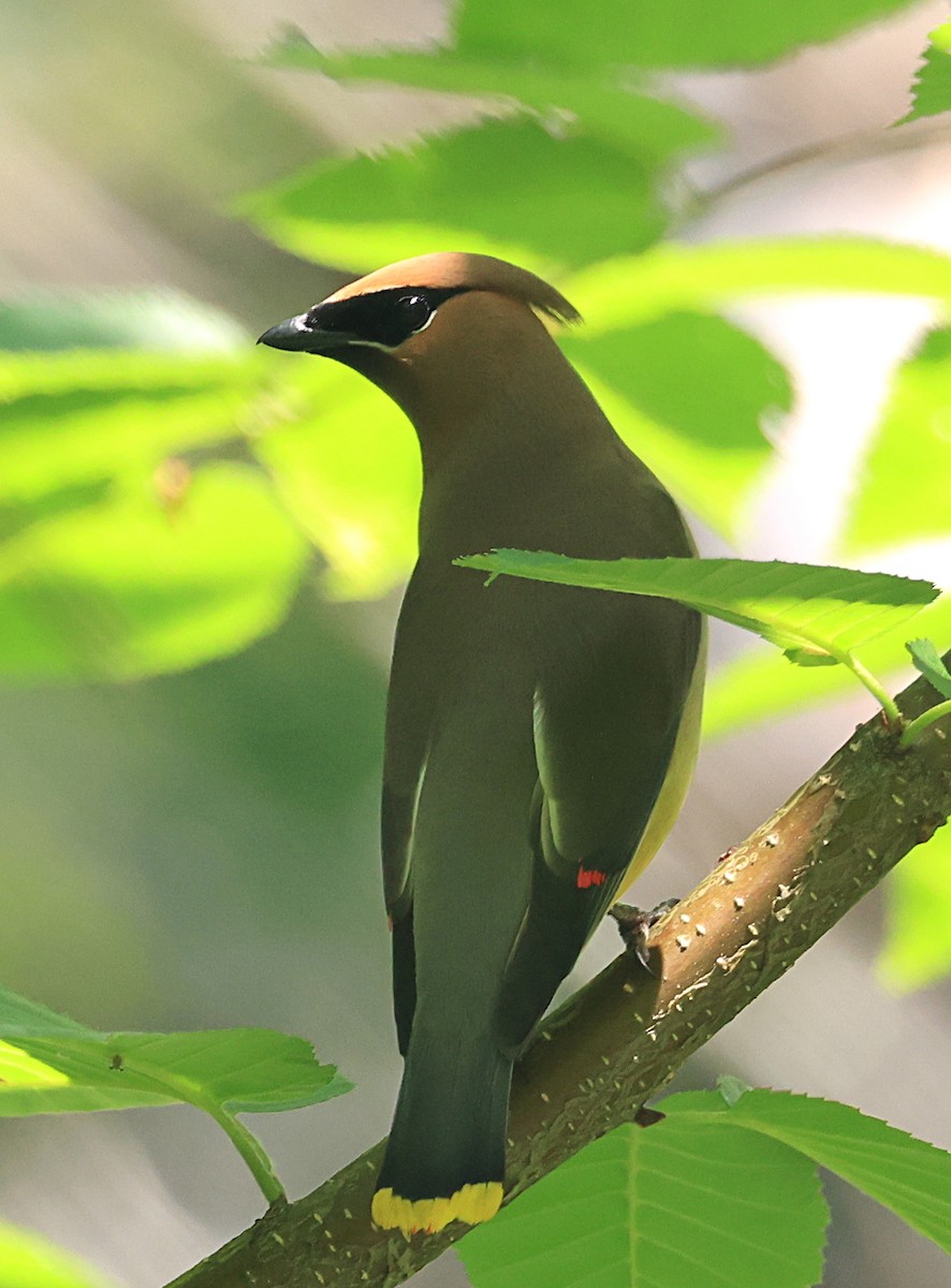 Cedar Waxwing - ML620651466