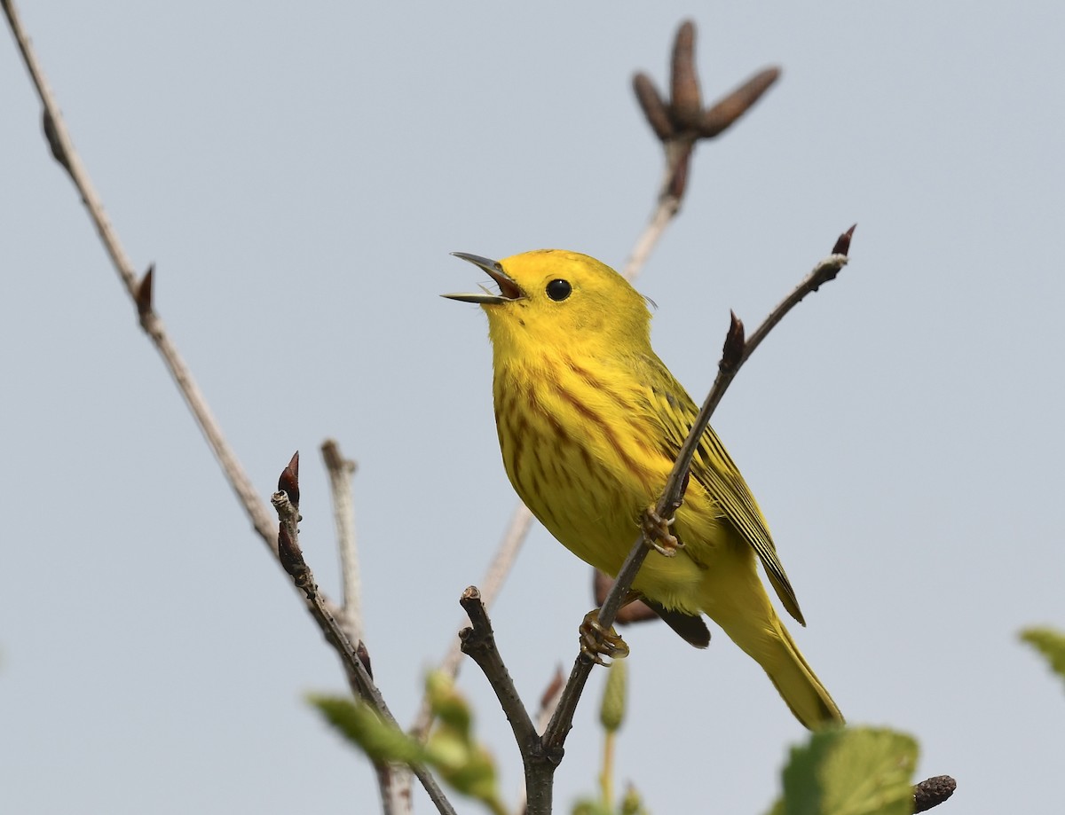 Yellow Warbler - ML620651467