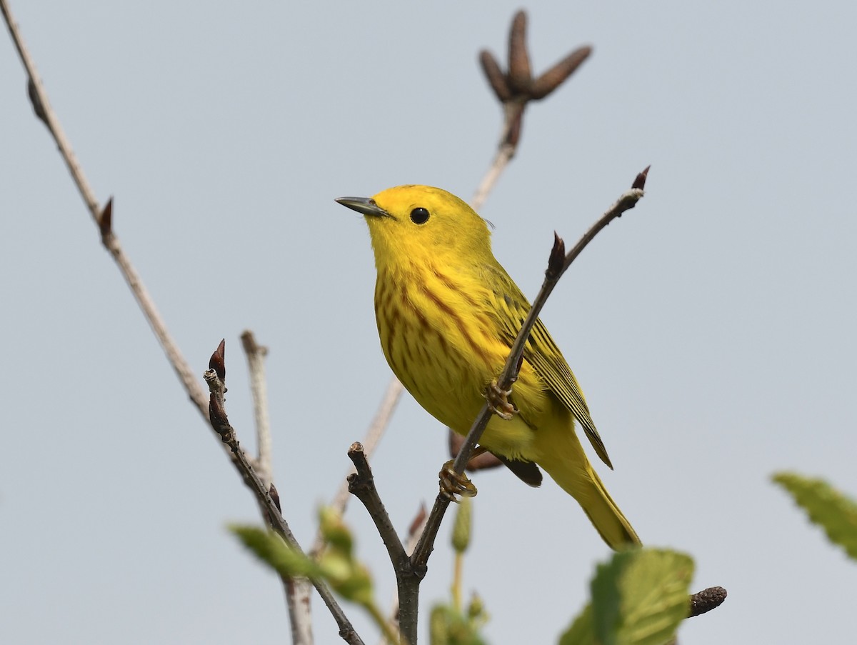 Yellow Warbler - ML620651468