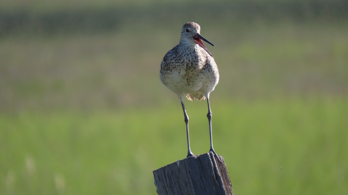 Willet - ML620651469