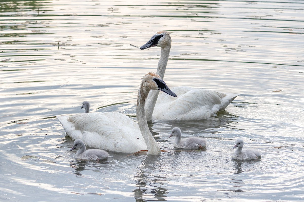 Trumpeter Swan - ML620651472