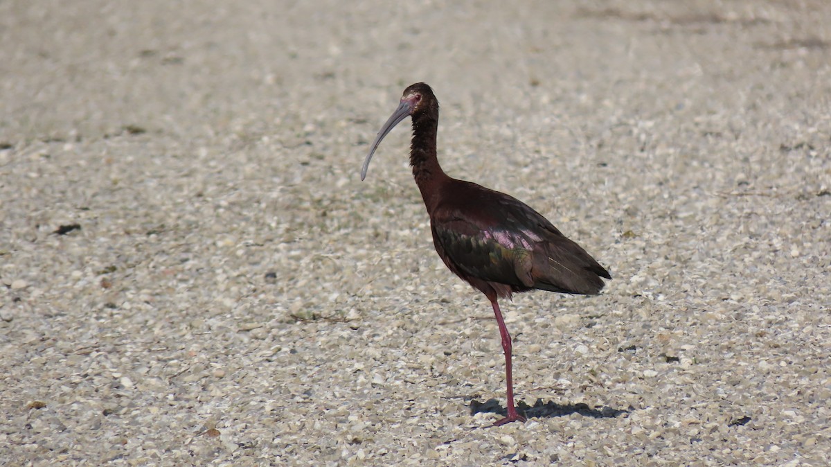 White-faced Ibis - ML620651474