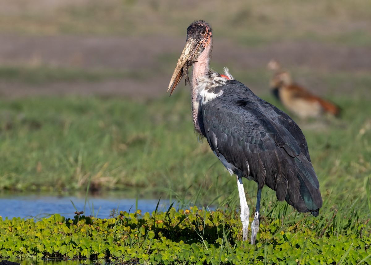 Marabou Stork - ML620651479