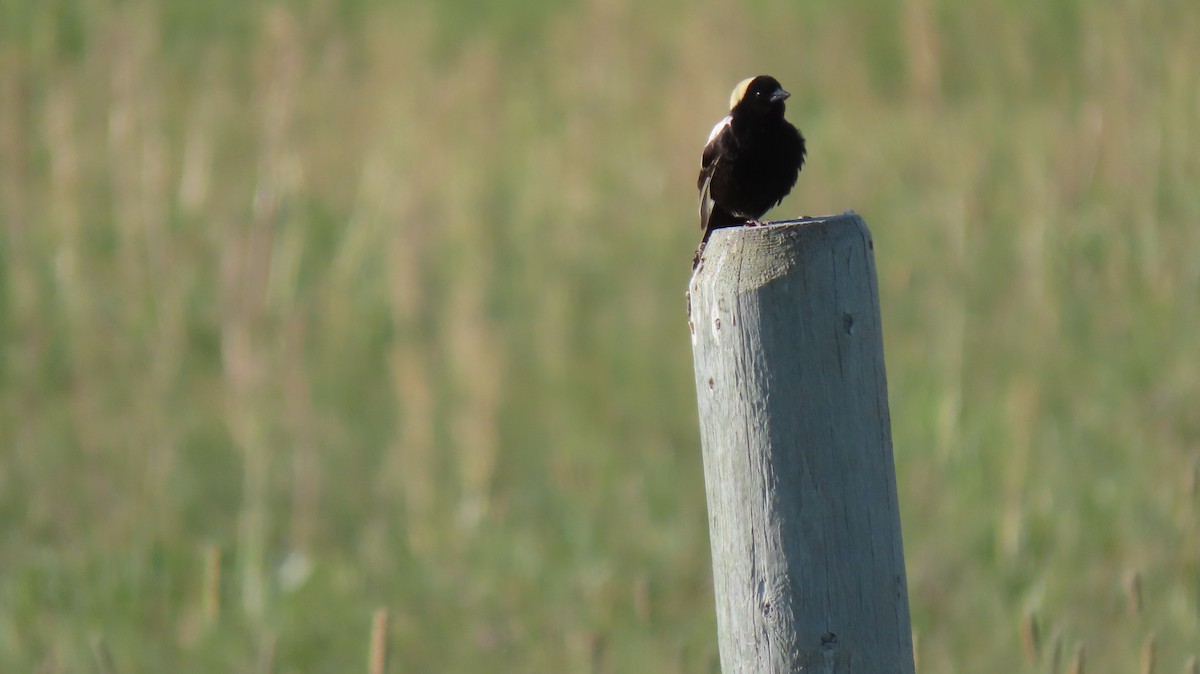 bobolink americký - ML620651480