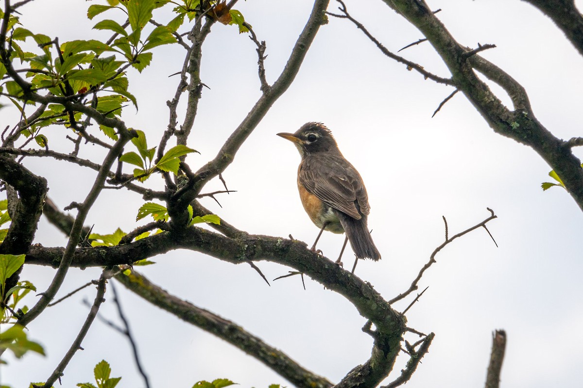 American Robin - ML620651481