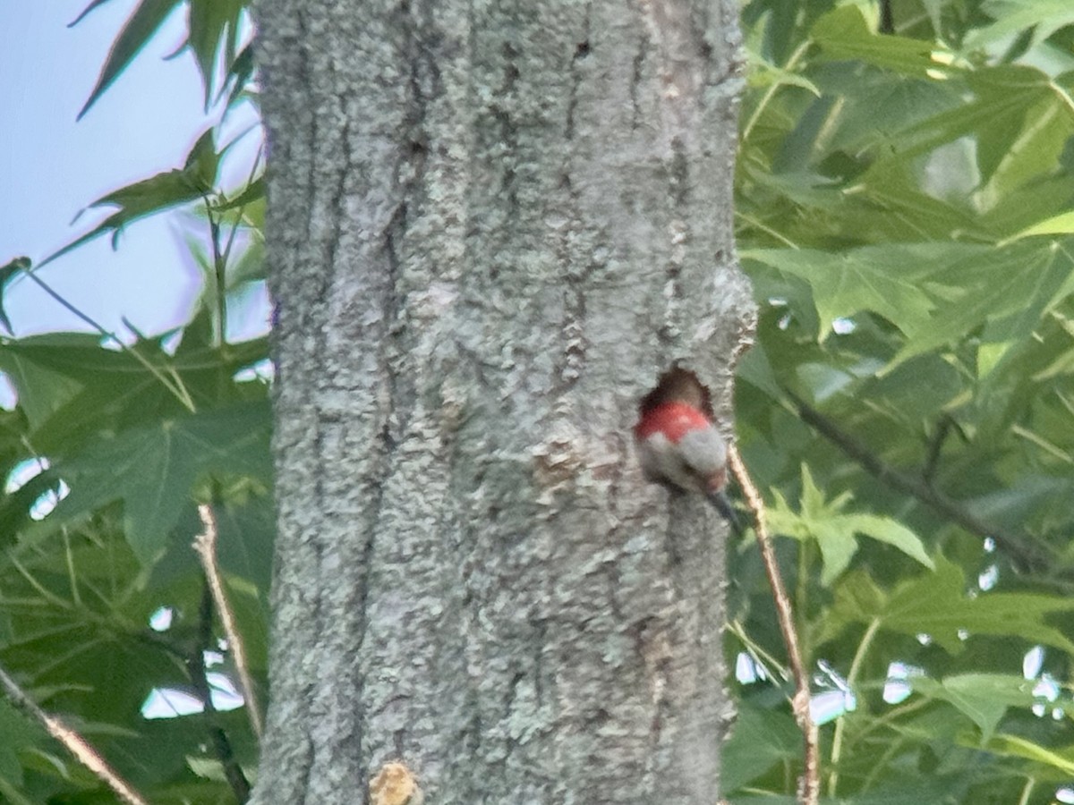 Red-bellied Woodpecker - ML620651485