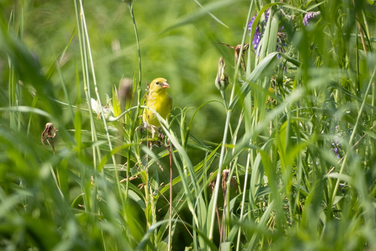 American Goldfinch - ML620651490