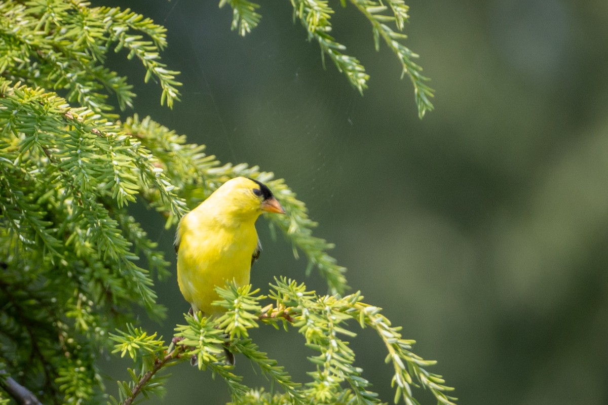 American Goldfinch - ML620651492