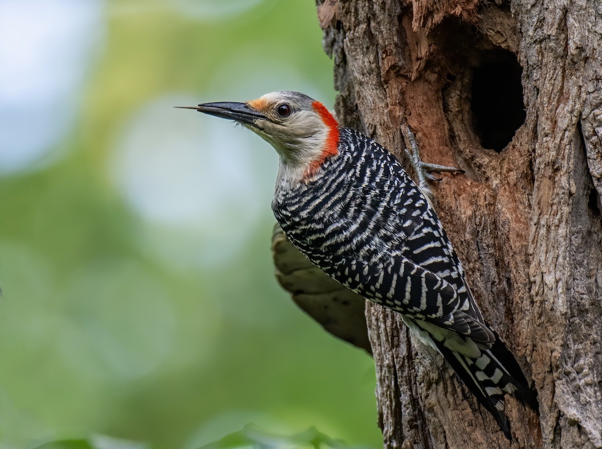 Red-bellied Woodpecker - ML620651501