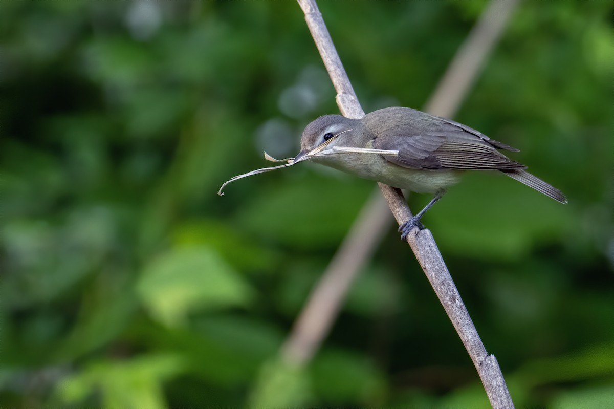 Warbling Vireo - ML620651504