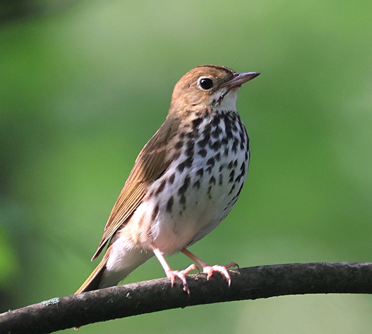 Ovenbird - ML620651506