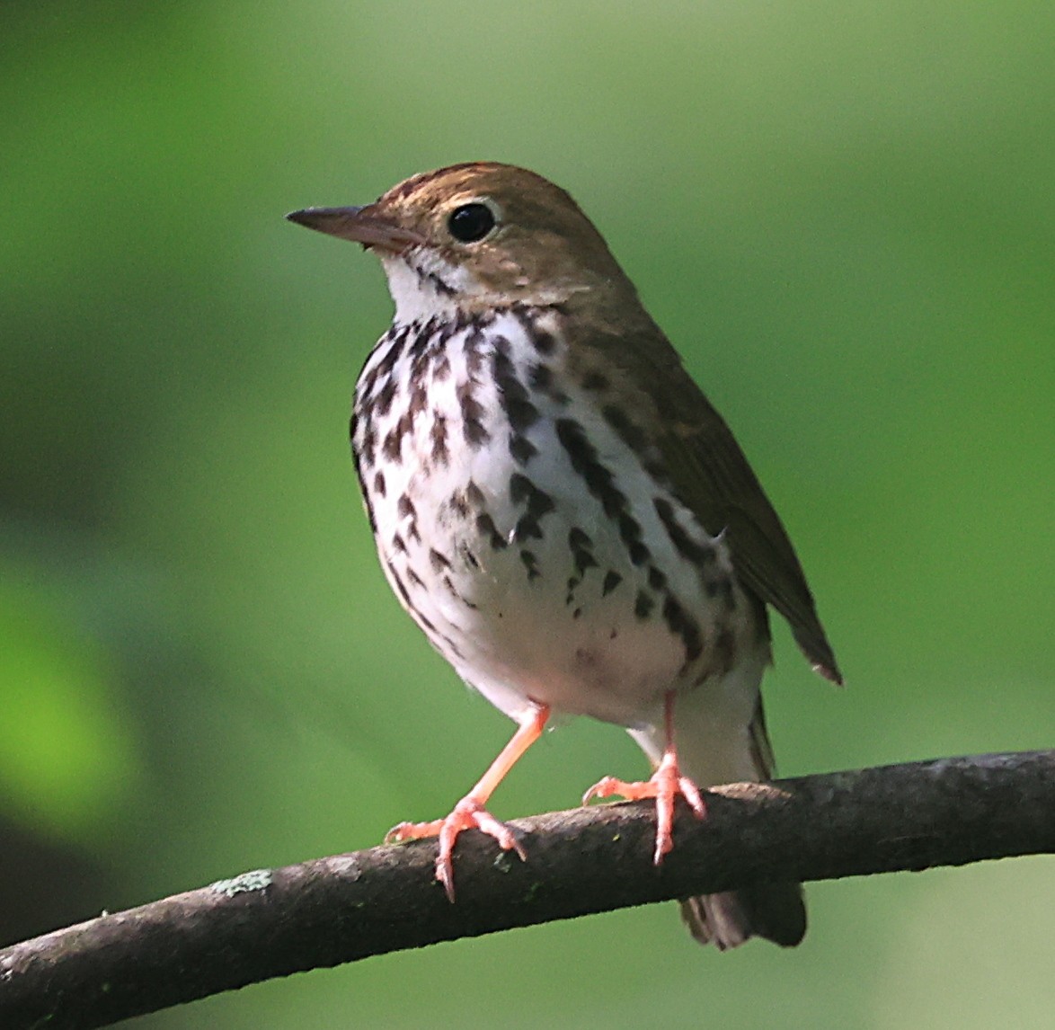 Ovenbird - ML620651507