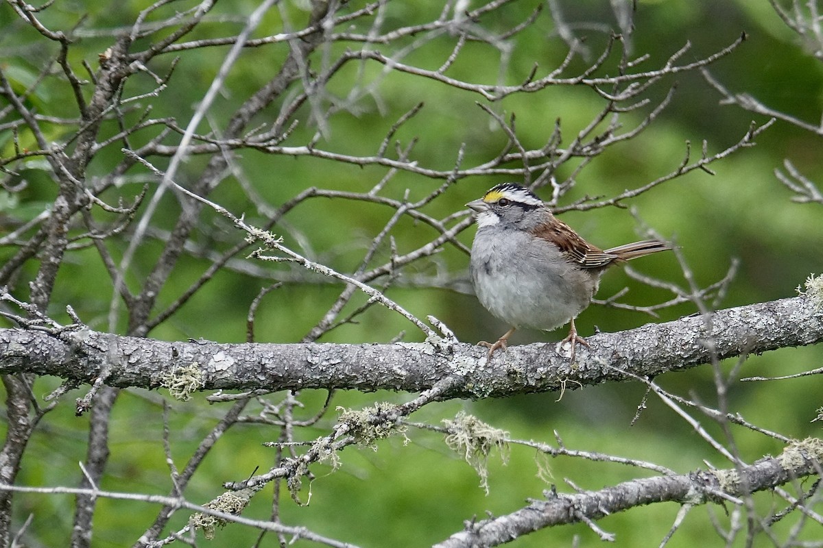 White-throated Sparrow - ML620651508