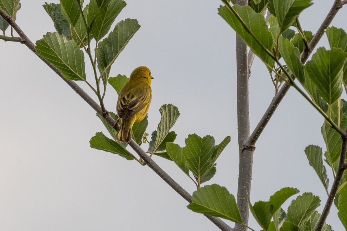 Paruline jaune - ML620651509