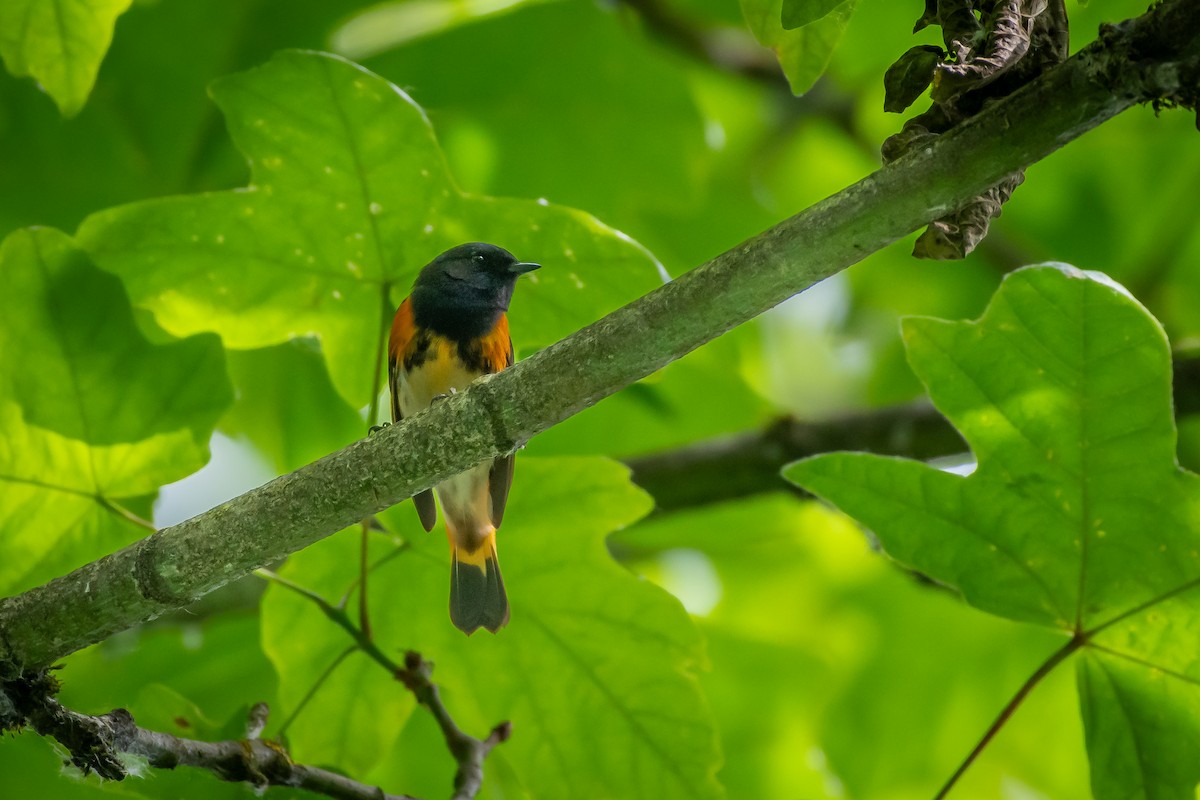 American Redstart - ML620651511