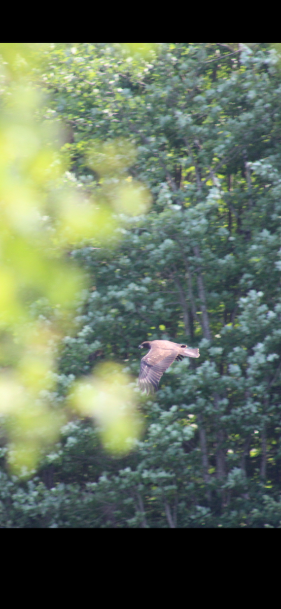 Bald Eagle - ML620651514