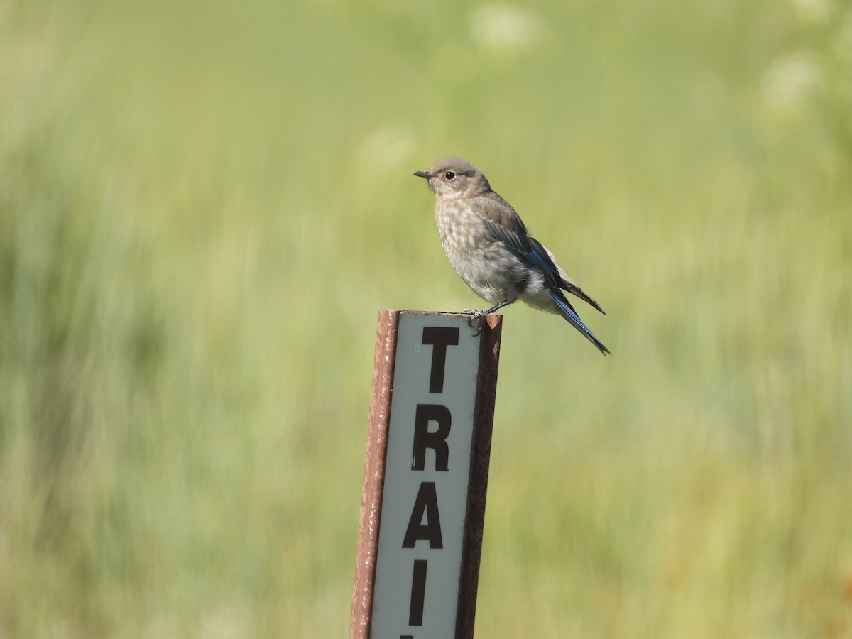 Mountain Bluebird - ML620651518