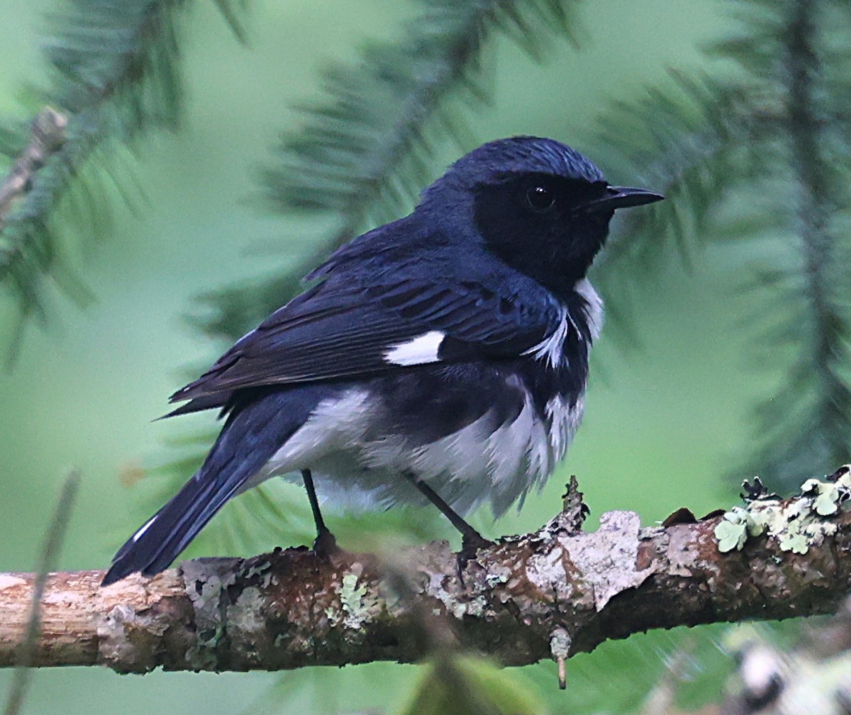 Black-throated Blue Warbler - ML620651519