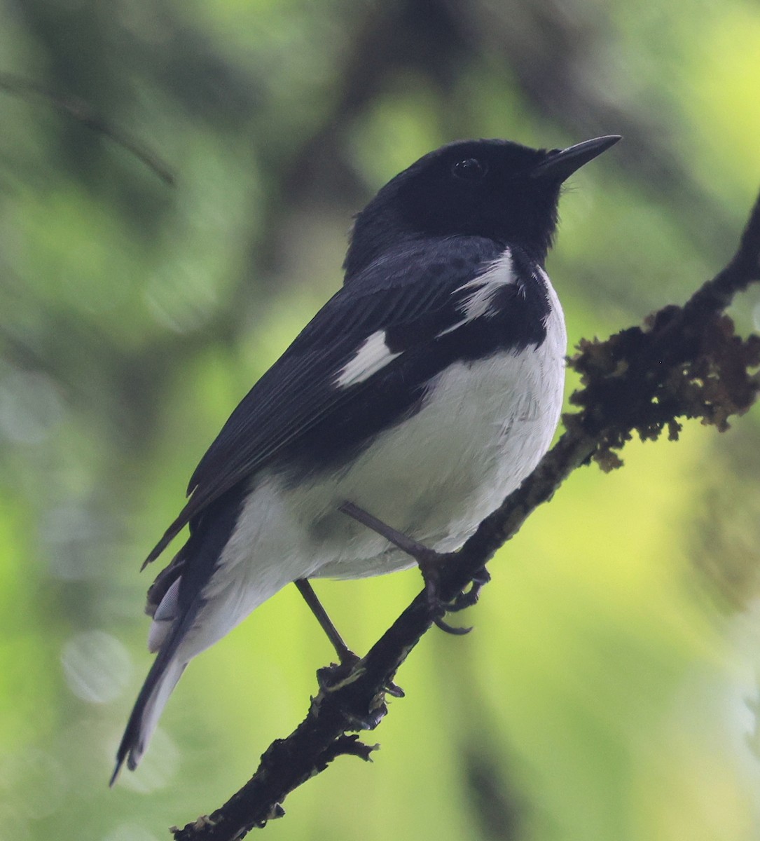 Black-throated Blue Warbler - ML620651520