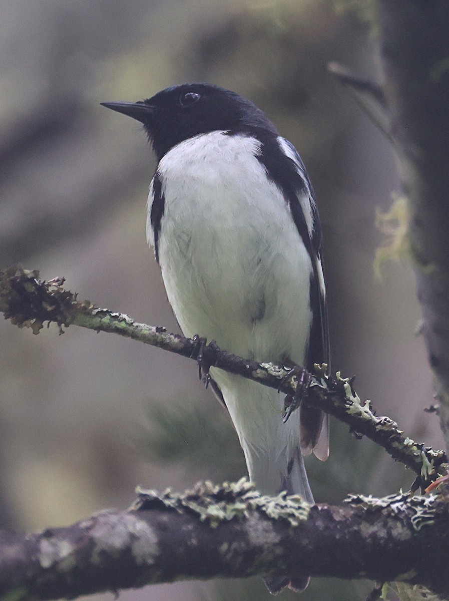 Black-throated Blue Warbler - ML620651521