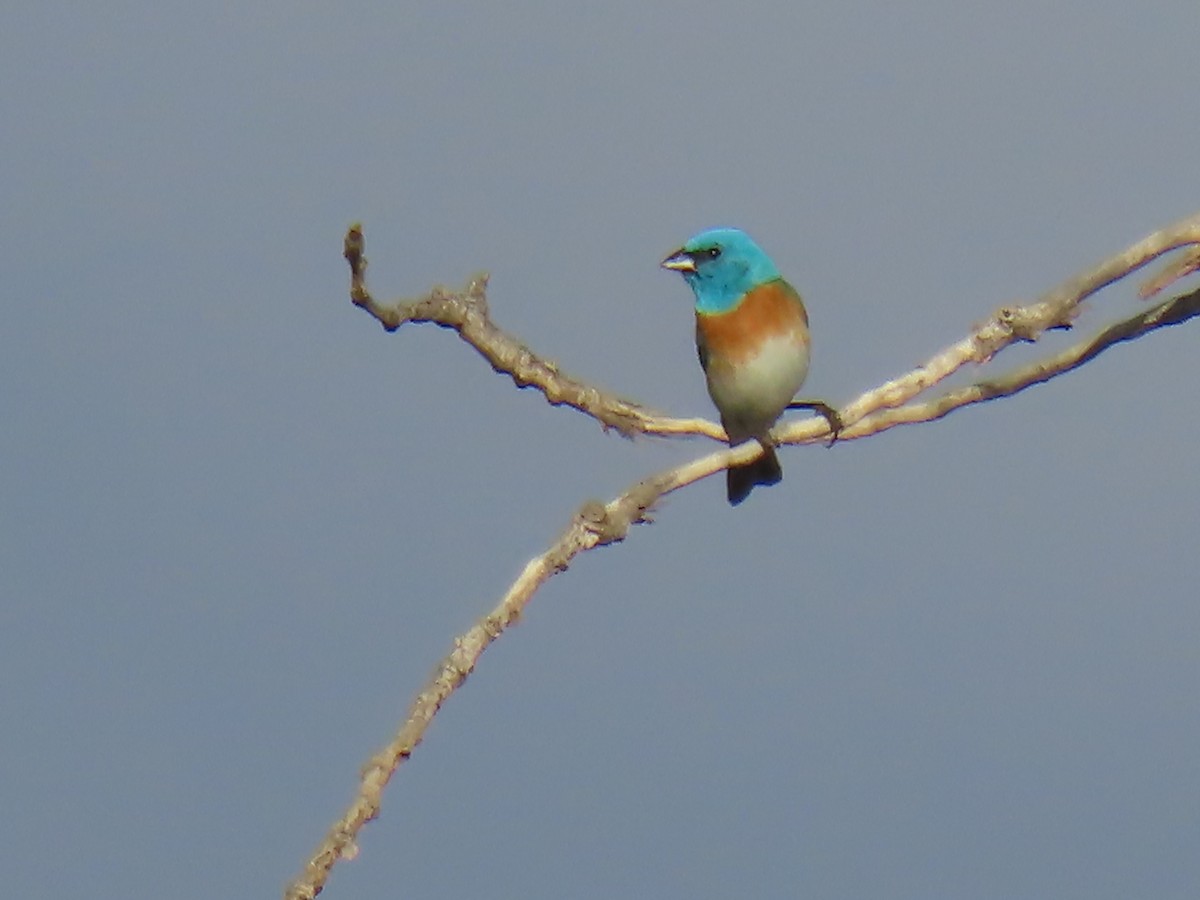 Lazuli Bunting - ML620651523