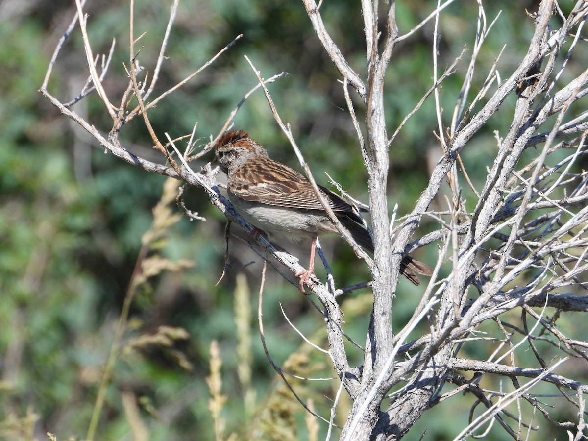 Chipping Sparrow - Tom Wuenschell